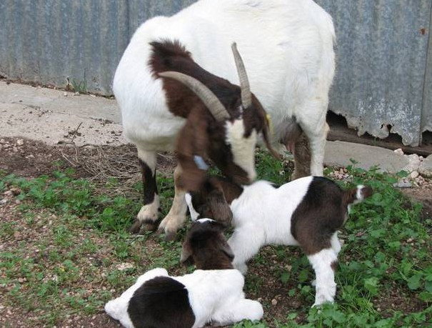 Weetulta SA Holiday Byron Bay