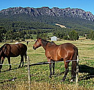 Hurlfield Farm Cottage - Holiday Byron Bay