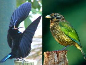 Chambers Wildlife Rainforest Lodges - Holiday Byron Bay 0