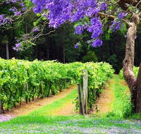 Bago Vineyards - Holiday Byron Bay