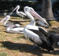 Christmas Cove Caravan Park - Holiday Byron Bay