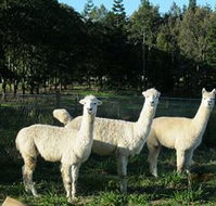 Blackwattle Farm BampB and Farm Stay - Holiday Byron Bay