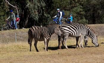 Zoofari Lodge, Taronga Western Plains Zoo - Holiday Byron Bay 8