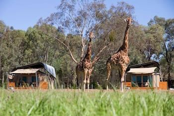 Zoofari Lodge, Taronga Western Plains Zoo - Holiday Byron Bay 13