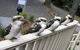 Around About Lorne Studios Or B&B - thumb 2