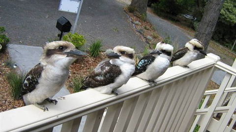 Around About Lorne Studios Or B&B - Holiday Byron Bay 2