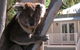 Around About Lorne Studios Or B&B - thumb 1