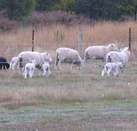 Auberge Woodend - Holiday Byron Bay