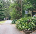 Tamborine Mountain Caravan  Camping - Holiday Byron Bay