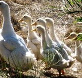 Duck Duck Goose Bed and Breakfast - Holiday Byron Bay