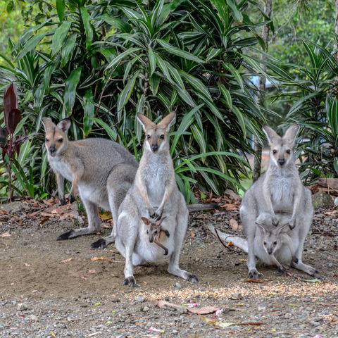 Maleny Country Cottages - Holiday Byron Bay 9