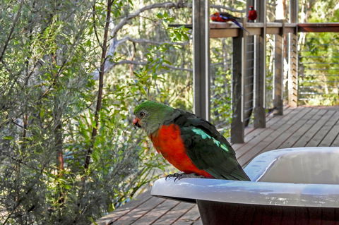 Araluen Park Cottages - Holiday Byron Bay 2