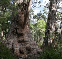 Valley of the Giants Cottage - Holiday Byron Bay