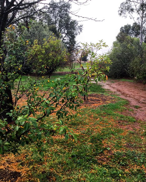 Whispering Pines Farm Stay - Holiday Byron Bay 1