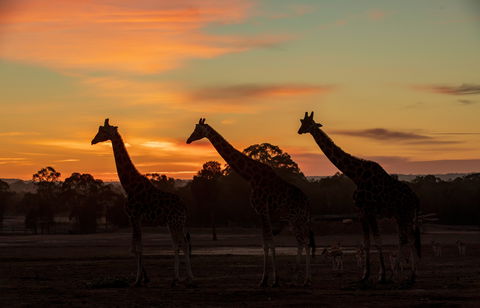 Zoofari Lodge, Taronga Western Plains Zoo Dubbo - Holiday Byron Bay 1
