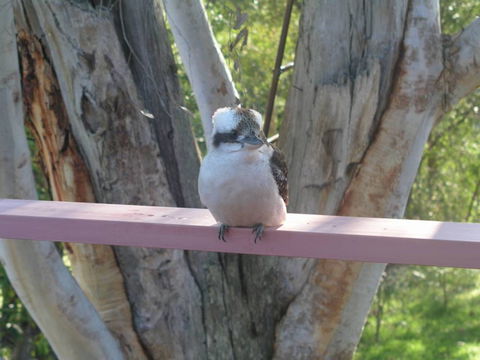 Kookaburra Dreaming - Holiday Byron Bay 0