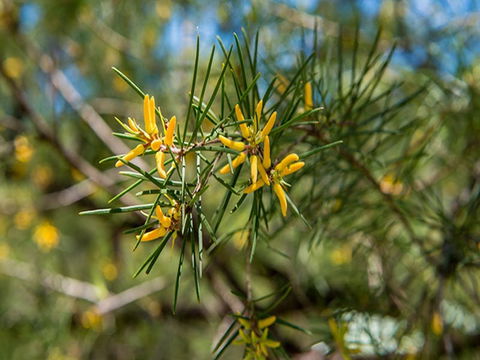 Mogo Campground - Holiday Byron Bay 1