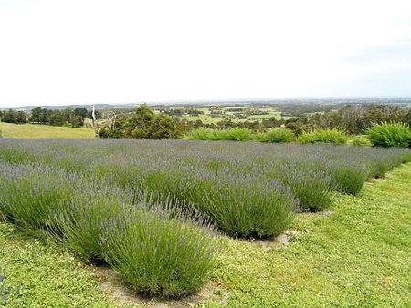 Serendipity Lavender Farm - Holiday Byron Bay 1