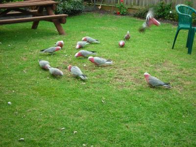 Apollo Bay Backpackers - Holiday Byron Bay 4