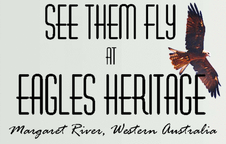 Eagles Heritage Raptor Wildlife Centre - Holiday Byron Bay 0