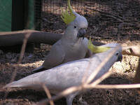 Wirrimbirra Sanctuary - Holiday Byron Bay 1
