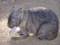 Wirrimbirra Sanctuary - Holiday Byron Bay 2
