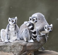 Adelaide Zoo - Holiday Byron Bay