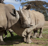 Monarto Zoo - Holiday Byron Bay