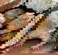Alice Springs Reptile Centre - Holiday Byron Bay