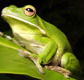 The Rainforest Habitat