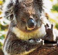 Gorge Wildlife Park - Holiday Byron Bay