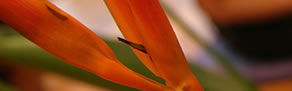 Zen Day Spa - Holiday Byron Bay 0