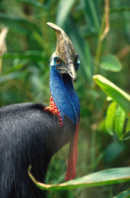 David Fleay Wildlife Park - Holiday Byron Bay 0