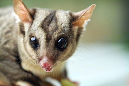 David Fleay Wildlife Park - Holiday Byron Bay 1
