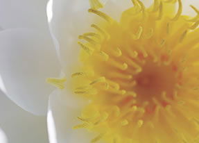 Crown Spa - Holiday Byron Bay 2