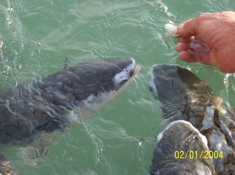 Aquascene Fish Feeding Sanctuary - Holiday Byron Bay 2