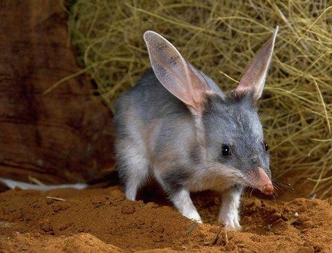 David Fleay Wildlife Park - Holiday Byron Bay 2