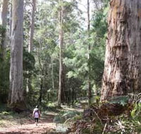 Warren River Loop Walk - Holiday Byron Bay