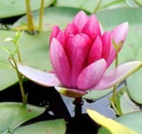 The Lotus Day Spa and Retreat - Holiday Byron Bay