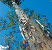 Dave Evans Bicentennial Tree - Holiday Byron Bay