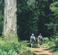 Gloucester Tree - Holiday Byron Bay
