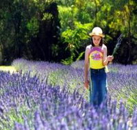 Brayfield Park Lavender Farm - Holiday Byron Bay
