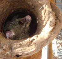 Mulga Sanctuary and Wildlife Park - Holiday Byron Bay