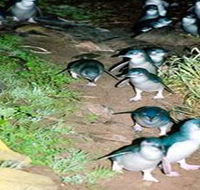 Penneshaw Penguin Centre