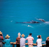Whale Watching At Head Of Bight