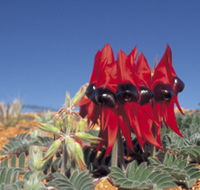 Alan Mclellan Lookout