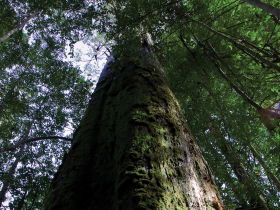 Styx Big Tree Reserve - Holiday Byron Bay 0