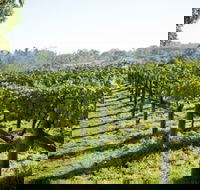 Surveyor's Hill Vineyards - Holiday Byron Bay