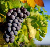 Panorama Vineyard