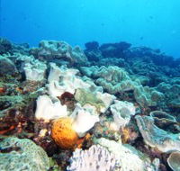 Mudjimba Old Woman Island Dive Site - Holiday Byron Bay